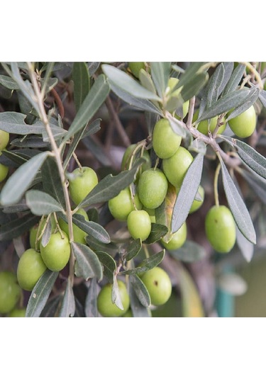 Gemlik Trilye Zeytin Fidanı 2 Yaş