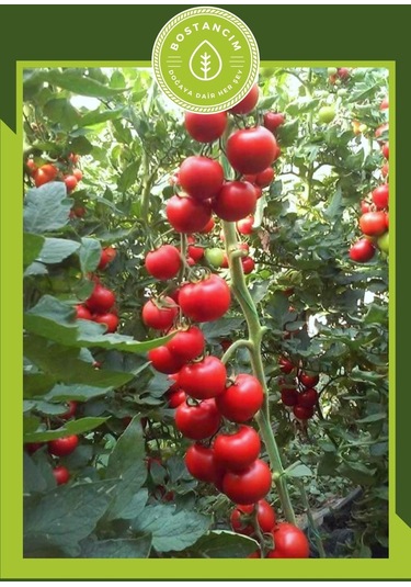 Salkım Domates Tohumu 30 Adet