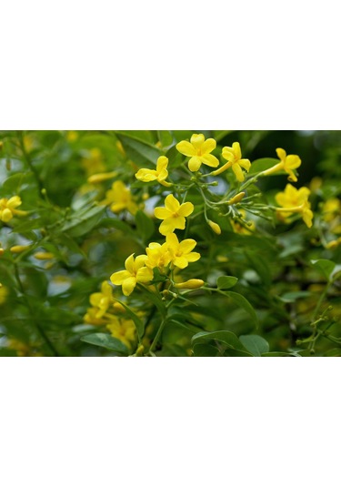 Sarı Yasemin Fidanı (jasminum Humile) 30 cm