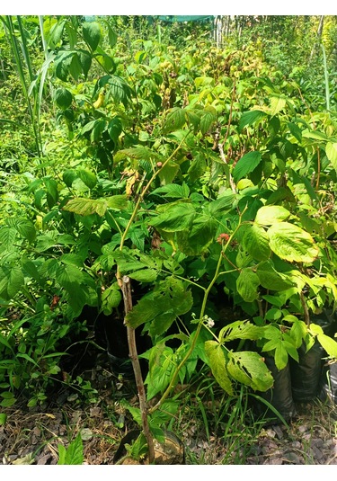 Yeşil Deniz Fidancılık Tüplü Ahududu Frambuaz Fidanı 50-100 Cm