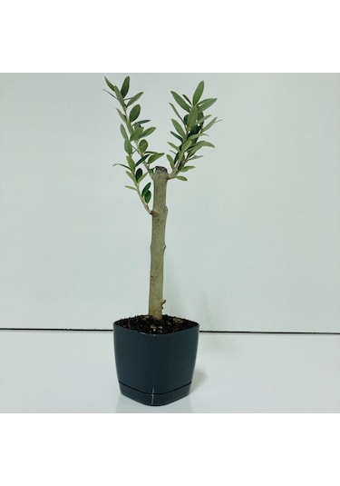 Siyah Lüx Saksıda Minyatür Bonsai Zeytin Fidanı