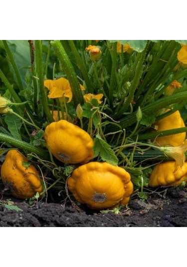 Sarı İstiridye Kabak Tohumu