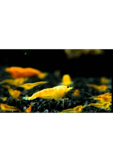Turuncu Sakura Karides 5 Adet 1-2 Cm