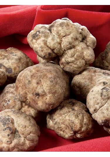 Beyaz Trüf Mantarı Tuber Magnatum Tohumu 500 Gr