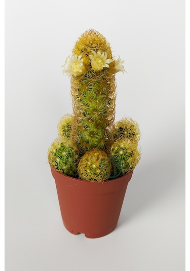 Mammillaria Elongata. Lady Finger. Sarı Dikenli Kaktüs. Bol Yavru