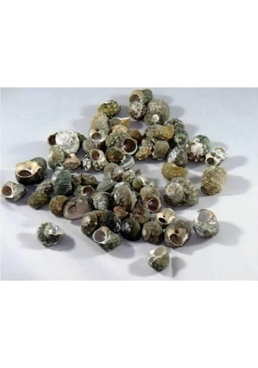 %100 NATUREL DOĞAL GERÇEK DENİZ KABUĞU 500 Gram -MMM4760