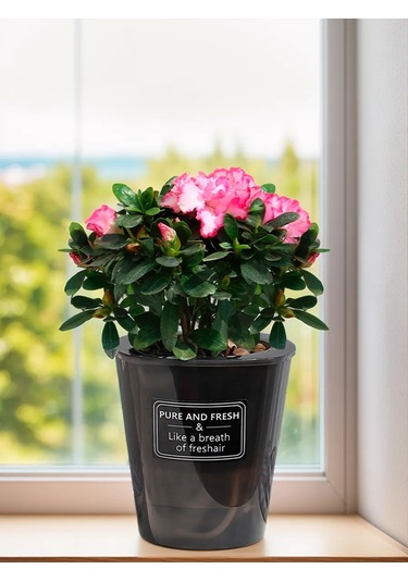 Saburg Fitil İle Otomatik Sulamalı Orkide Saksısı, 3 Adet, 0,8l 12416197