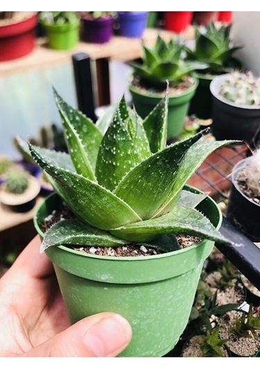 Aloe Cosmo Özel Tür Aloe