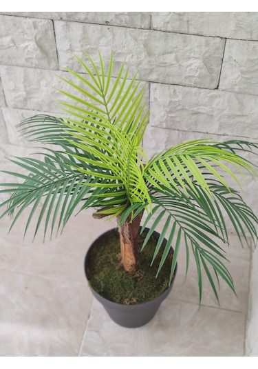 Tek Gövde Lüks Palmiye Sıkas Ağacı Kabuklu 80 Cm