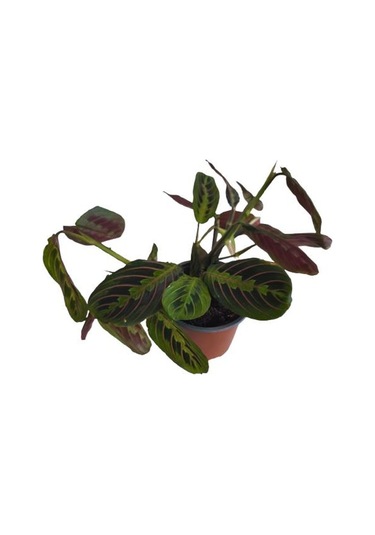 Kalatya Maranta - Calathea Marantha