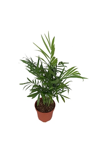 Dağ Palmiyesi- Chamaedorea Elegans 20-30 Cm 5737