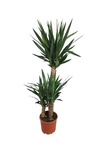 3 Lü Üçlü Yukka Bitkisi 140-150 Cm Uzunluğunda
