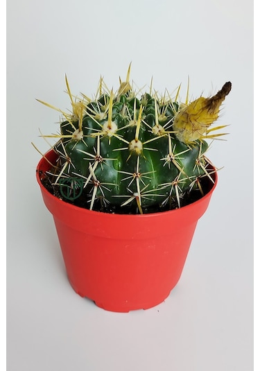 Notocactus Submammulosus Büyük Boy Kaktüs Sarı Çiçek Açan Canlı