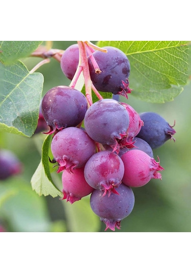 3 Yaş Tüplü Saskatoon Berry Northline 80-100 Cm