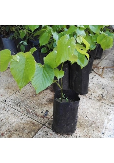 Ihlamur Ağacı Fidanı, Tüplü Her Mevsim Dikiebilr. 40-50 cm. Siyah