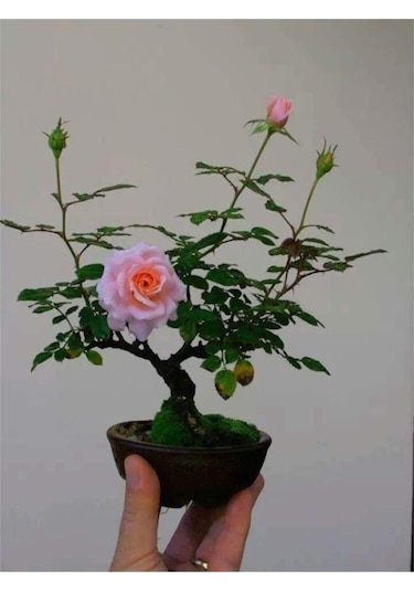 Bodur Pembe Gül Bonzai Ağacı Tohumu 5 Adet Tohum