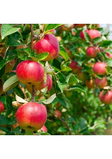 Tüplü Aşılı Tam Bodur Amasya Misket Elma Fidanı