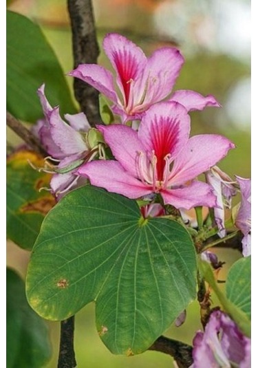 Orkide Ağacı Tohumu[5 Adet Tohum]