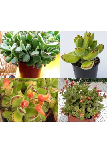 Cotyledon Tomentosa Sukulent Bitki Ayı Pençesi
