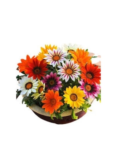 50 Adet Tohum Nadir Bulunan Koyun Gözü Çiçeği Koyun Gözlü Saksı T