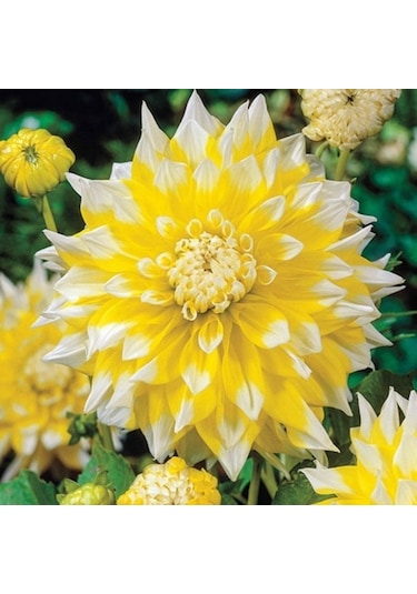 Çok İri Çiçekli GRand Prix Dahlia Yıldız Çiçeği Soğanı Yumrusu 1 Adet