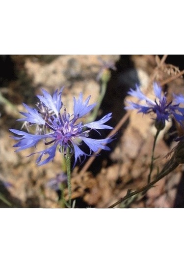 Lokman Aktar Peygamber Çiçeği 30 G