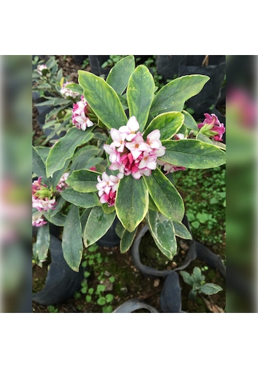 Kafkas Gülü Daphne Kokulu 40-60 Cm