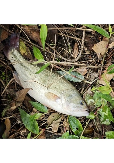 Fochsia Geylol 4 Adet Smng 12cm 38g Dalgıç Yüzey Yemleri Tatlı Ve Tuzlu Su İçin