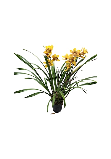 Cymbidium 'rustic Orange' Simbidyum Orkide