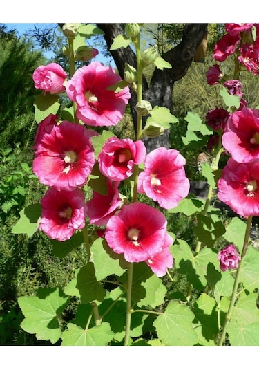 Süper Paket 150 Adet Tohum Hatmi Çiçeği Tohumu Gülhatmi Çiçeği Tohumu Çiçek Tohumu