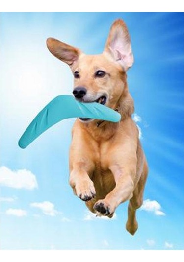 Nunbell Bumerang Frizbi Köpek Oyuncağı 28 CM