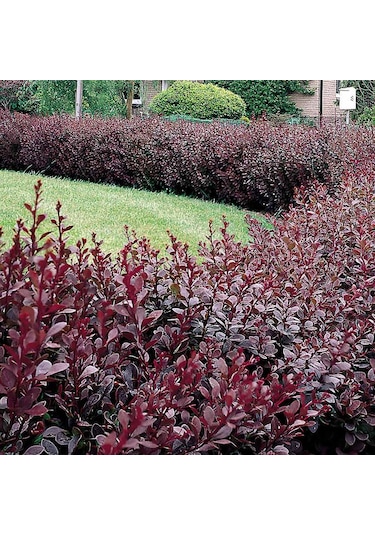 Kadın Tuzluğu Berberis Fidanı 2 Yaşında Tüplü