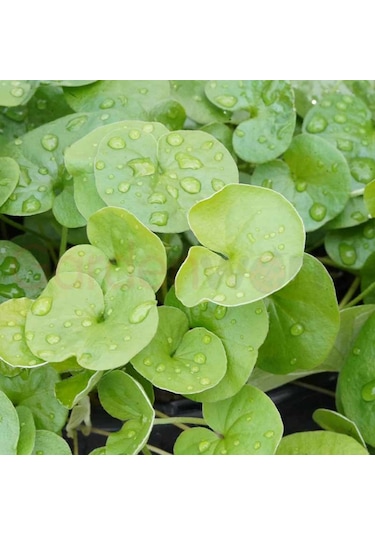 Canlipetshop Dichondra Repens 1 Saksı 30-40 Kök