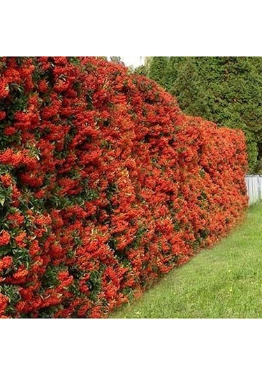 Kırmızı Bodur Ateş Dikeni Fidanı Tüplü