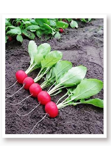 AGRodal Tarım Ata Tohumu Yerli Doğal Fındık Turp 500 Adet Tohum