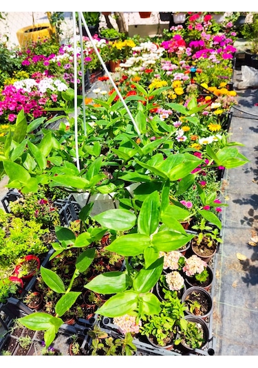 Askılı Saksıda Telgraf Çiçeği Hibiscus Trionum - Yeşil Ve Göze Çarpan Süs Bitkisi