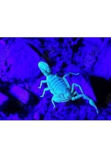 50w Uv Led Ultraviyole Projektör 395nm Mor Işık 10m Fişli Kablo