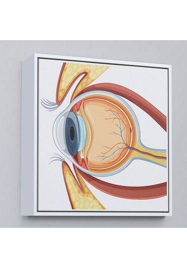 Ahşap Çerçeveli Göz Anatomizi Tablosu - Göz Doktoru Hediyesi-8367