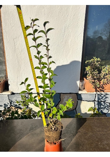 Formlu Ligustrum Kurtbağrı Fidanı - Saksılı, Köklü Canlı Çit Ve Bahçe Bitkisi