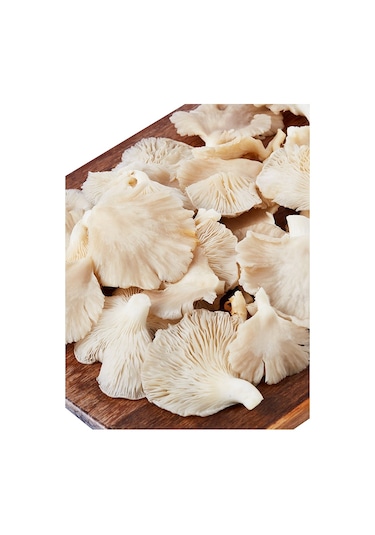 İstiridye Kavak Mantarı Tohumu Mantar Tohumu 1 Kg