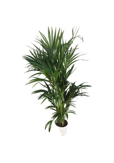 Howea Forsteriana Kentia Palmiyesi İthal 24cm Ø H:180