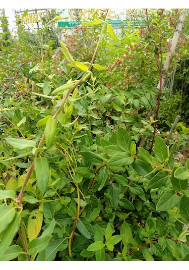 Yeşil Deniz Fidancılık Hanımeli Çiçeği Fidanı 100-150 Cm