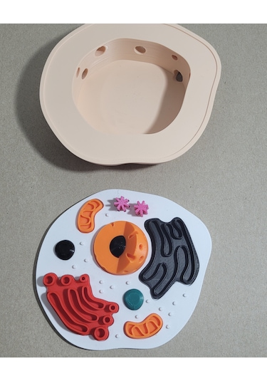 3d Baskı Hücre Modeli Detaylı Hayvan Hücresi Eğitim Seti Biyoloji Proje Ödevi