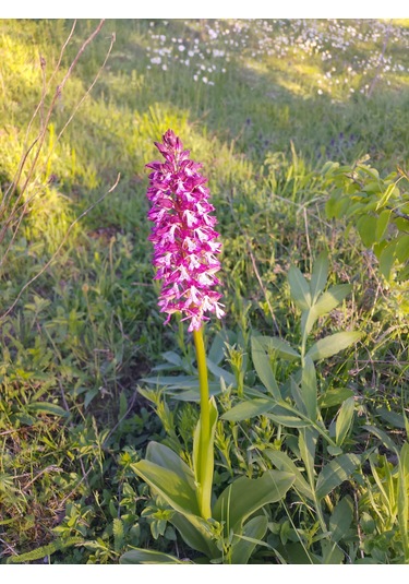 Dogal Salep Fidanı 2 Kg