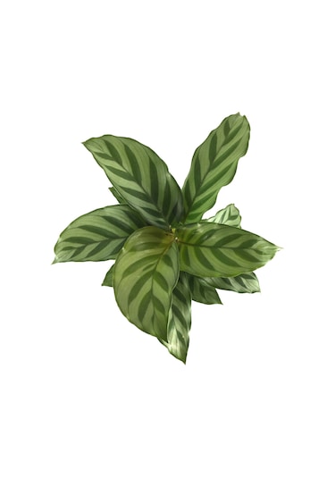 Calathea Concinna 'Freddie' (Dua Çiçeği) Ø5,5 CM Y10-15 CM