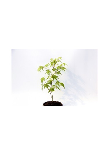 Bonsai Japon Akçaağacı Acer Palmatum Gri Saksıda 2 Adet