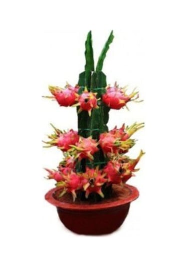 15 Adet Bodur Pitaya Tohumu Ejder Meyvesi Tohumu