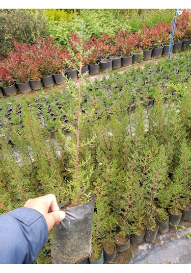 5 Adet Kara Servi (Mezarlık Servisi) Siyah Torbada 50-60 Cm.