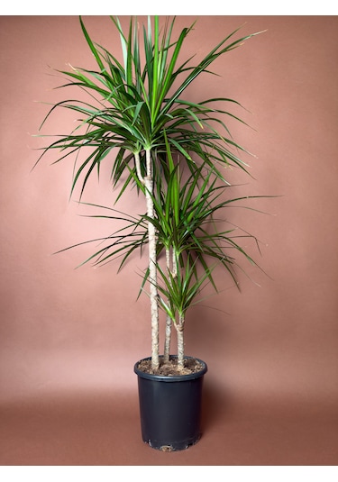 Madagaskar Ejder Ağacı Dracaena Marginata 100 Cm Çoklu Gövdeli Form