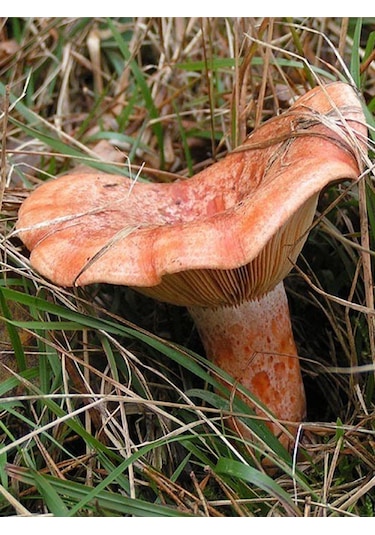 Kanlıca Mantarı Çintar Çam Melki Mantar Tohumu 100gr